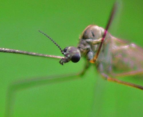 Chioneinae